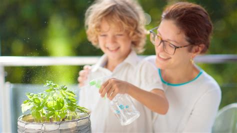 watering basil in the morning